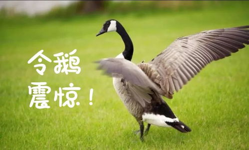 加拿大鹅纯手工新款 面目全非 价格感人