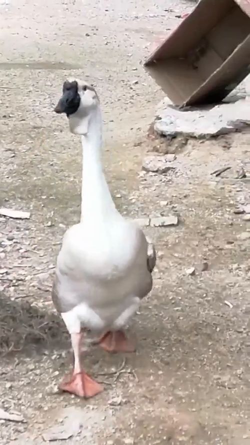 鹅爸在溪里玩水,听到鹅妈的呼唤声,一路小跑着过来了