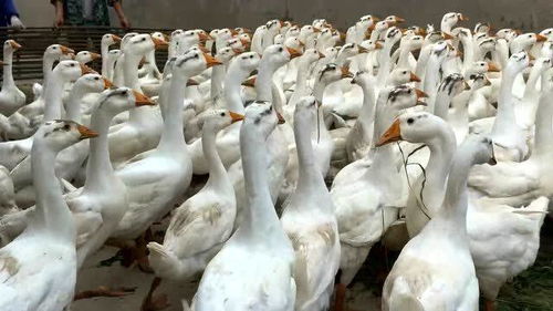一万块买了200只大鹅,就是为了给果园除草,初试效果还不错